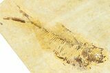 Plate With Two Fossil Fish (Diplomystus & Knightia) - Wyoming #367500-2